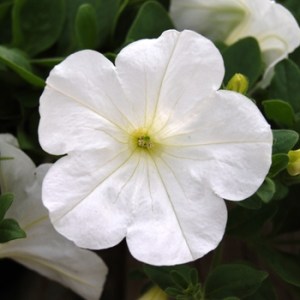 Opera Suprime White